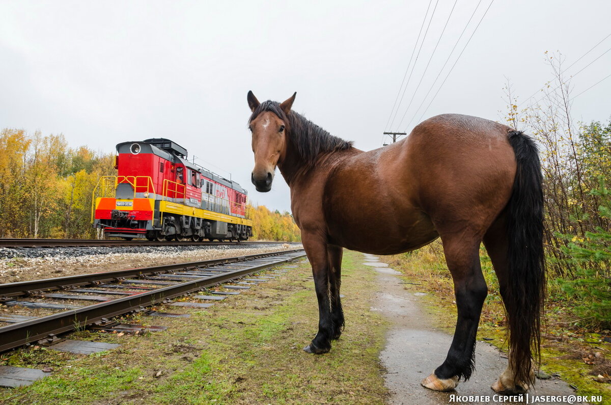 Поезда лошадка. Лошадь и поезд Алекс Колвилл. Лошадь в поезде. Лошадь на железных путях. Дорога с лошадьми и поезда.
